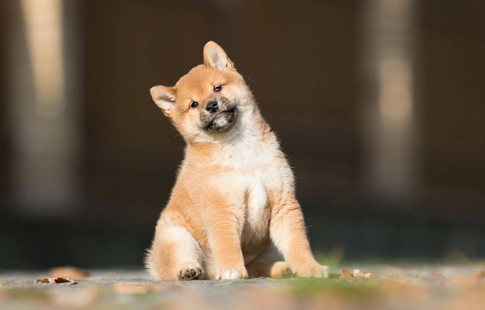 Bébé shiba inu : tout ce que vous devez savoir sur cette race adorable