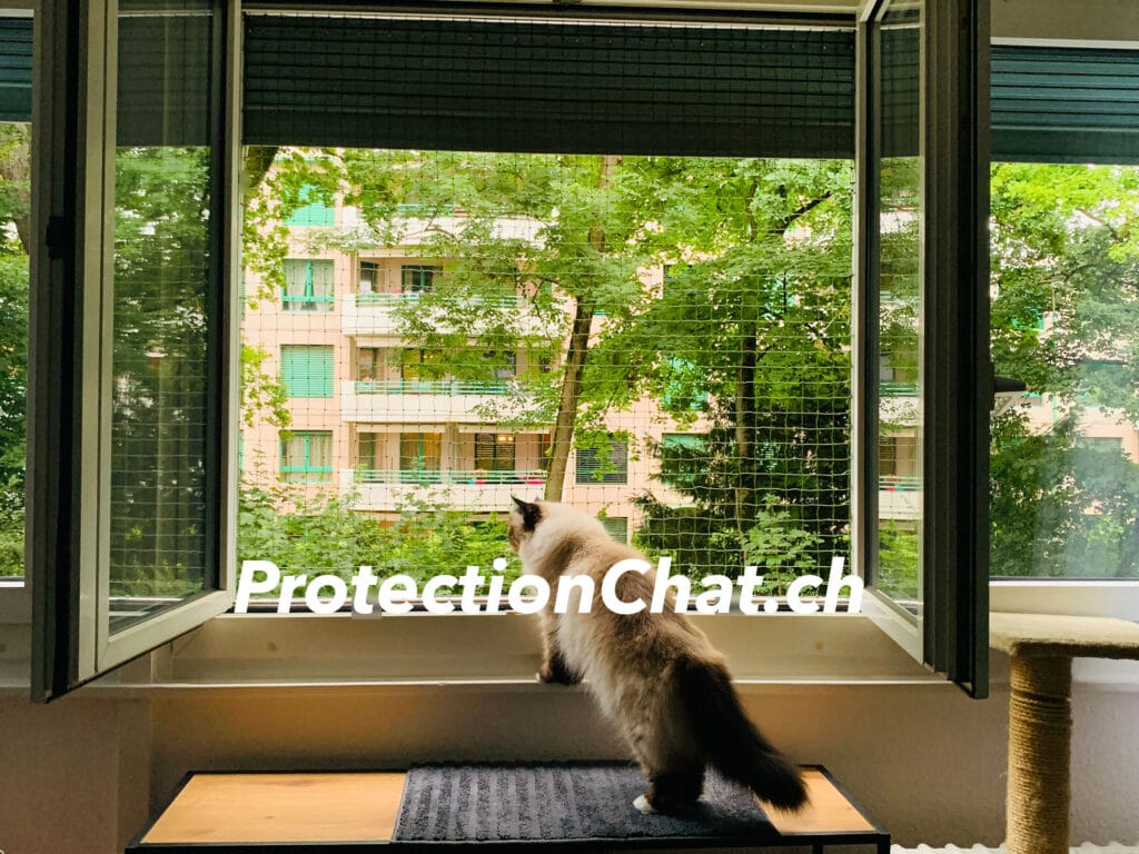 Comment éviter que votre chat ne tombe du balcon