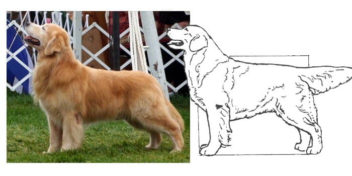 L’éducation du golden retriever : conseils pratiques pour un compagnon bien éduqué