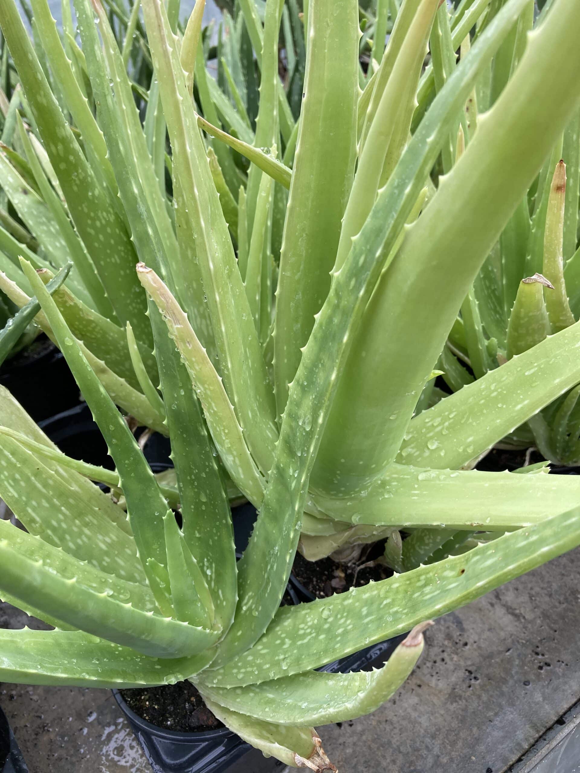 Quel engrais utiliser pour l’aloe vera ?